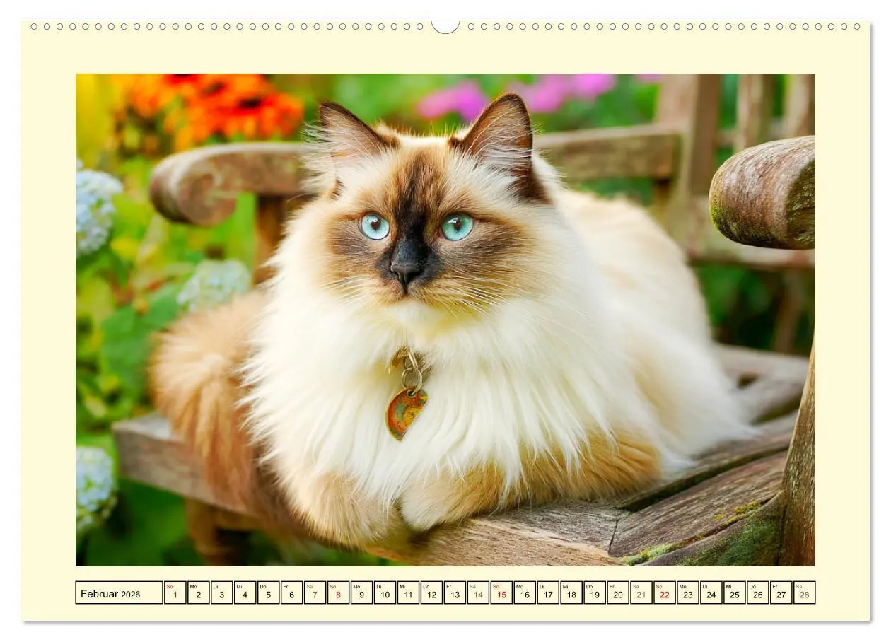 Bild: 9783516097405 | Liebliche Ragdolls. Katzen-Schönheiten in ihrer grünen Oase...