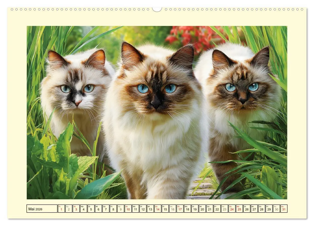 Bild: 9783516097405 | Liebliche Ragdolls. Katzen-Schönheiten in ihrer grünen Oase...