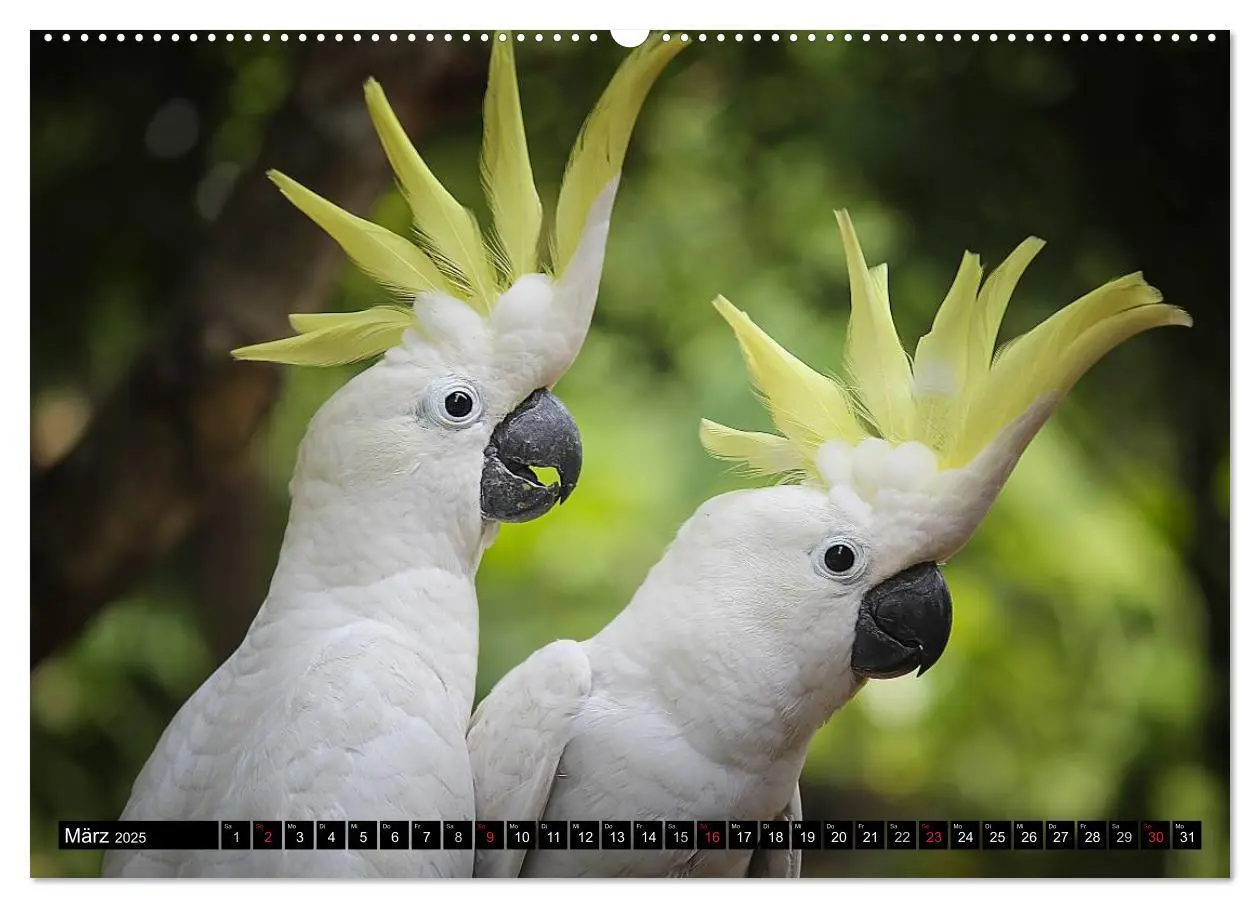 Bild: 9783435737505 | Papageien. Bunt, laut und klug (Wandkalender 2025 DIN A2 quer),...
