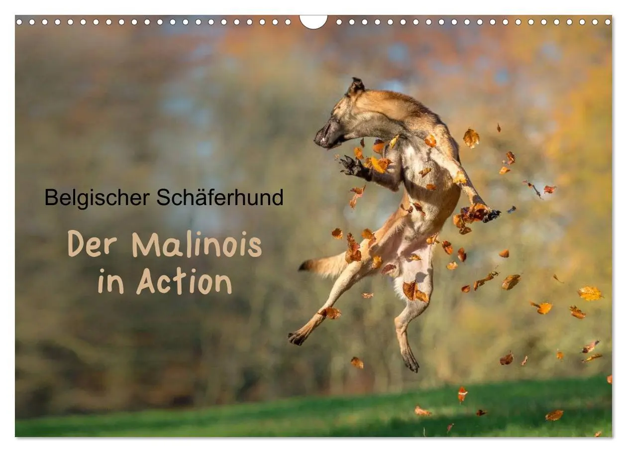 Cover: 9783516077605 | Belgischer Schäferhund - Der Malinois in Action (Wandkalender 2026...