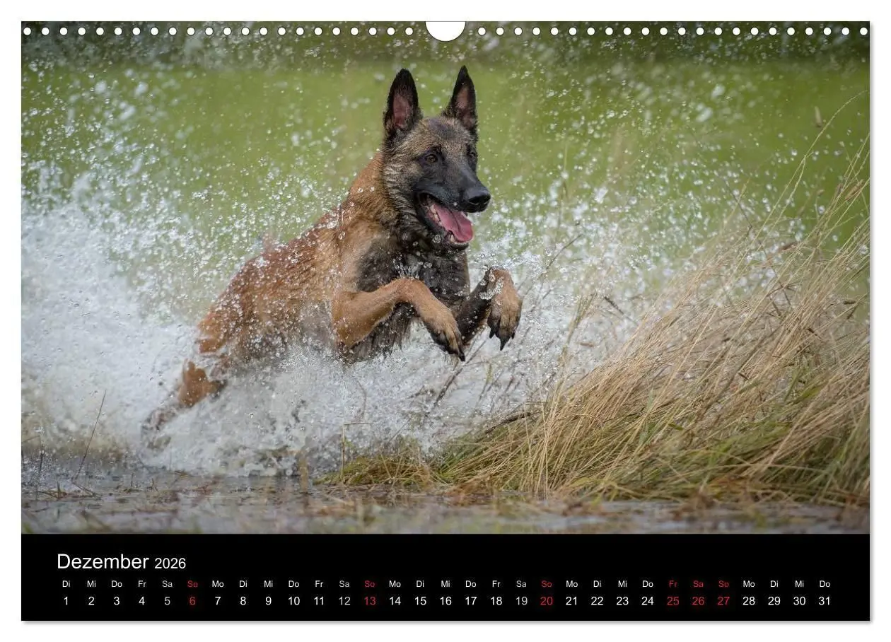 Bild: 9783516077605 | Belgischer Schäferhund - Der Malinois in Action (Wandkalender 2026...