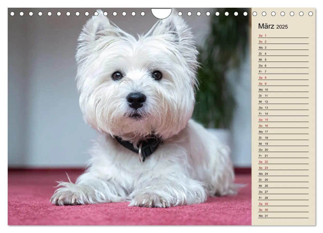 Bild: 9783383867705 | WEST HIGHLAND WHITE TERRIER - DER WESTIE - EIN HUND MIT CHARISMA...
