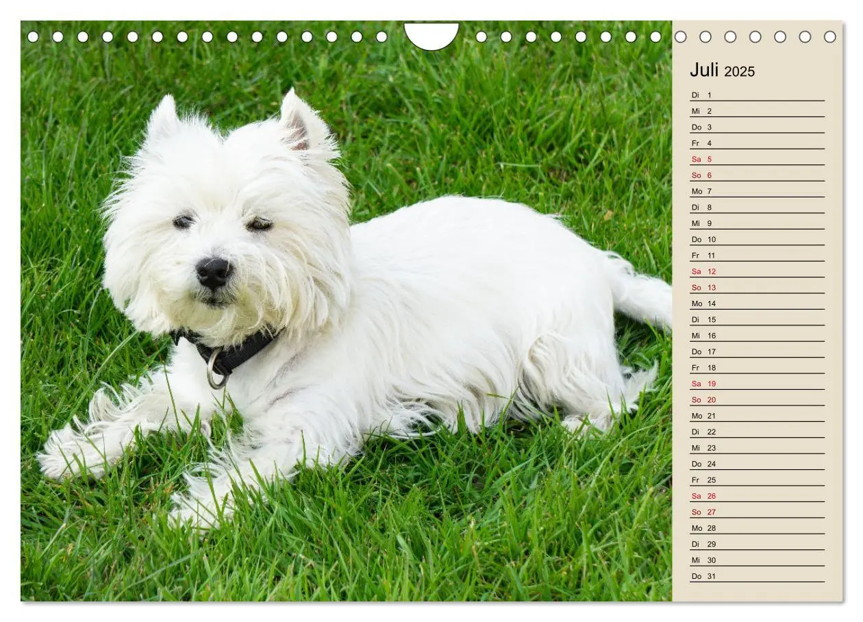 Bild: 9783383867705 | WEST HIGHLAND WHITE TERRIER - DER WESTIE - EIN HUND MIT CHARISMA...