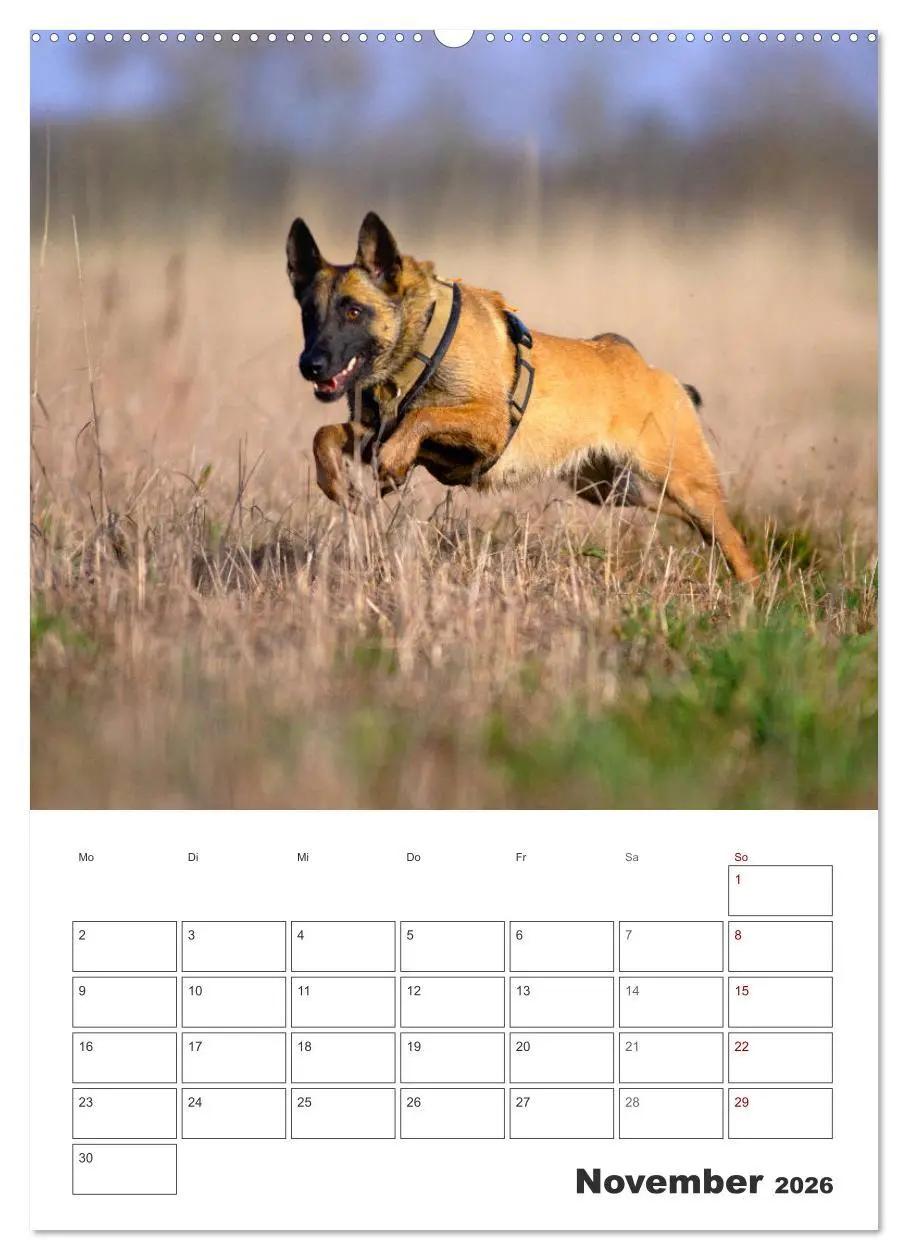Bild: 9783516377705 | Malinois Power auf vier Pfoten (hochwertiger Premium Wandkalender...