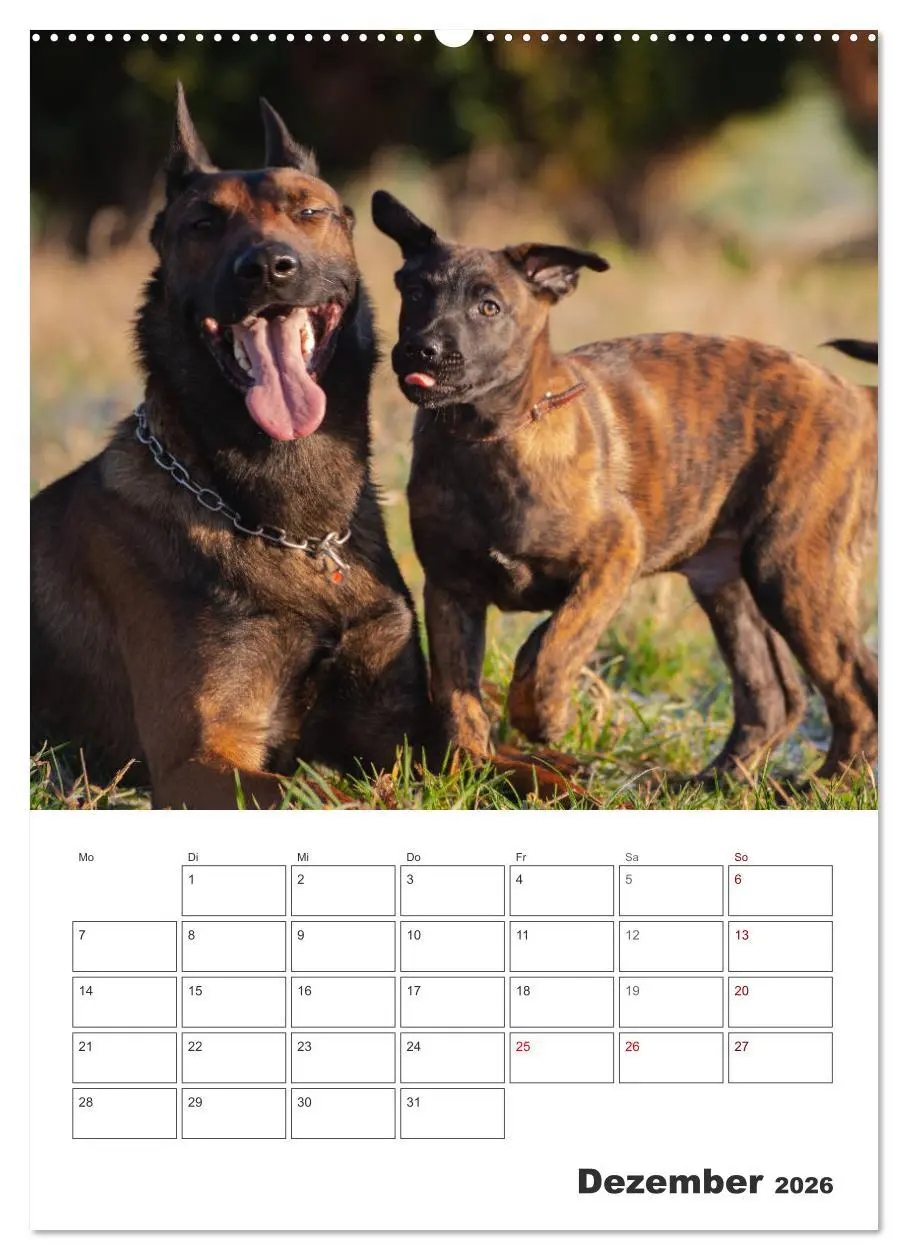 Bild: 9783516377705 | Malinois Power auf vier Pfoten (hochwertiger Premium Wandkalender...