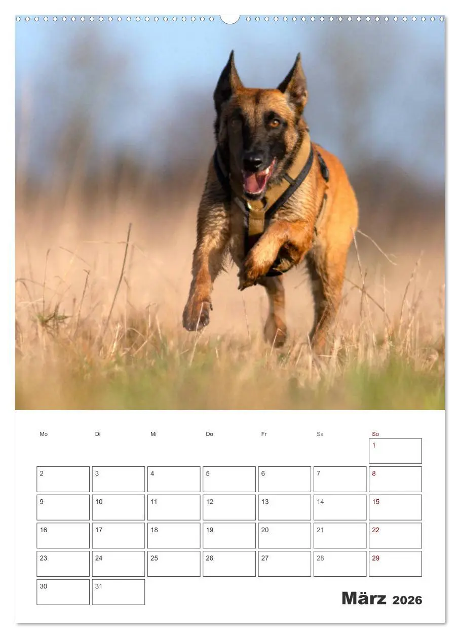 Bild: 9783516377705 | Malinois Power auf vier Pfoten (hochwertiger Premium Wandkalender...