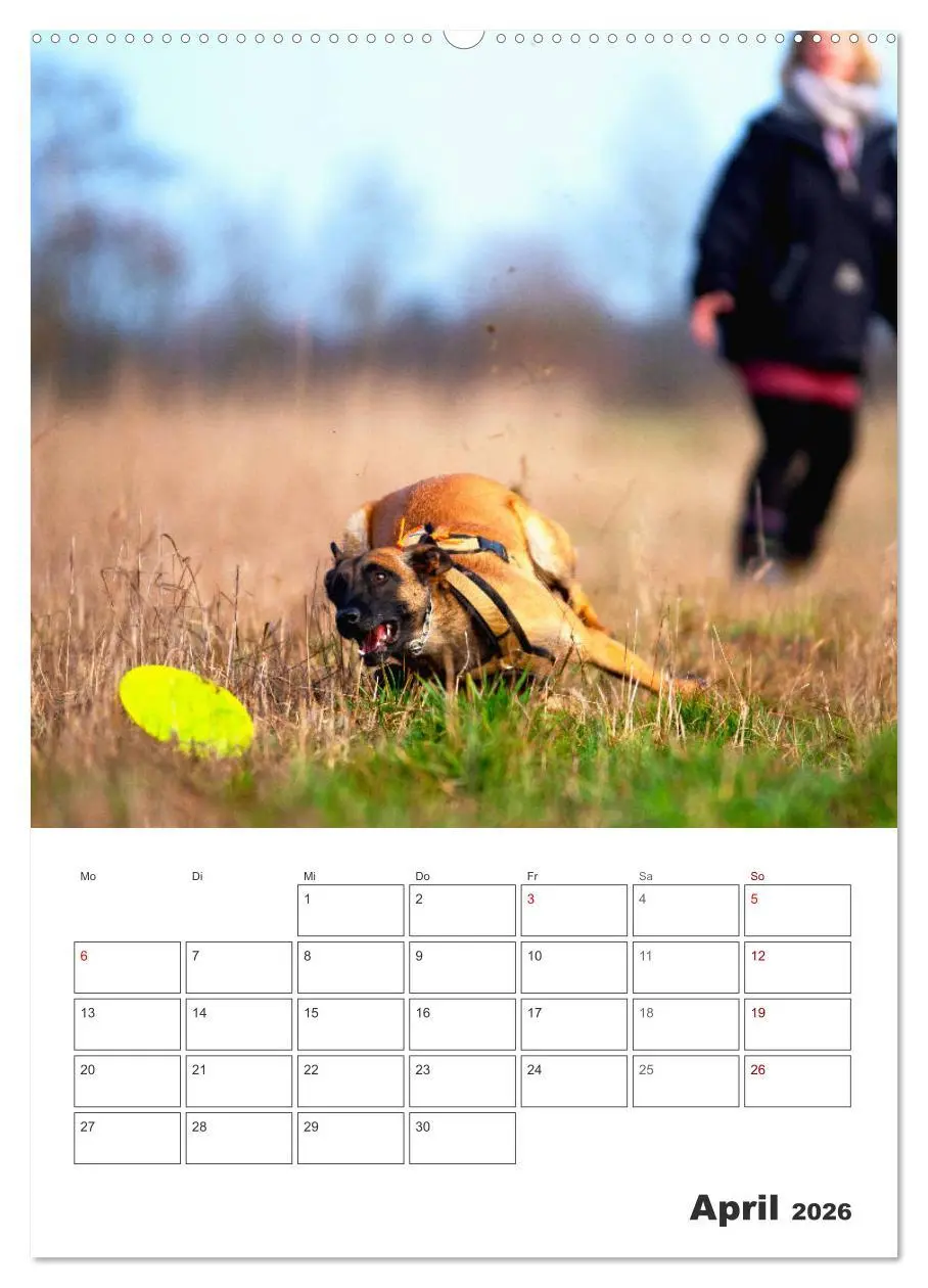 Bild: 9783516377705 | Malinois Power auf vier Pfoten (hochwertiger Premium Wandkalender...