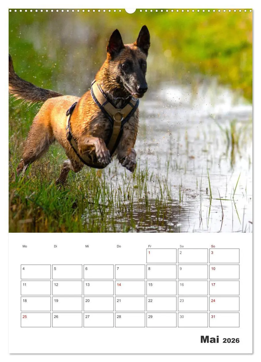 Bild: 9783516377705 | Malinois Power auf vier Pfoten (hochwertiger Premium Wandkalender...