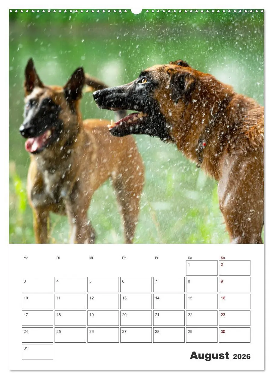 Bild: 9783516377705 | Malinois Power auf vier Pfoten (hochwertiger Premium Wandkalender...