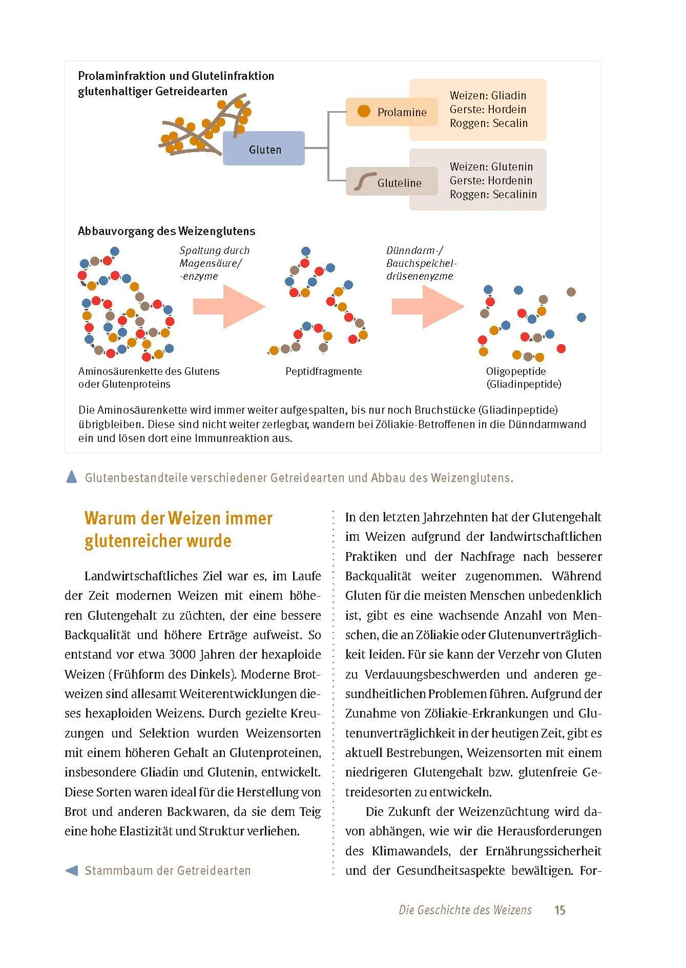 Bild: 9783432117805 | Expertenwissen: Zöliakie | Markus Escher | Taschenbuch | 128 S. | 2024