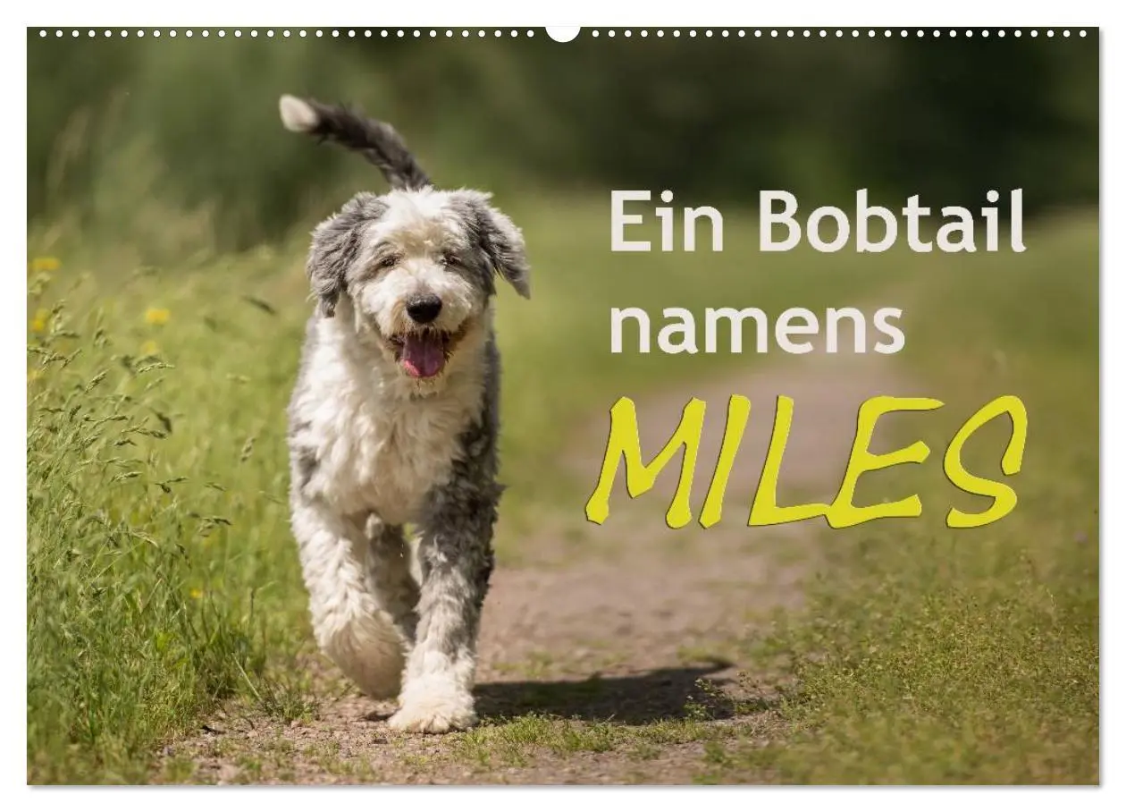 Cover: 9783516057805 | Ein Bobtail namens Miles (Wandkalender 2026 DIN A2 quer), CALVENDO...