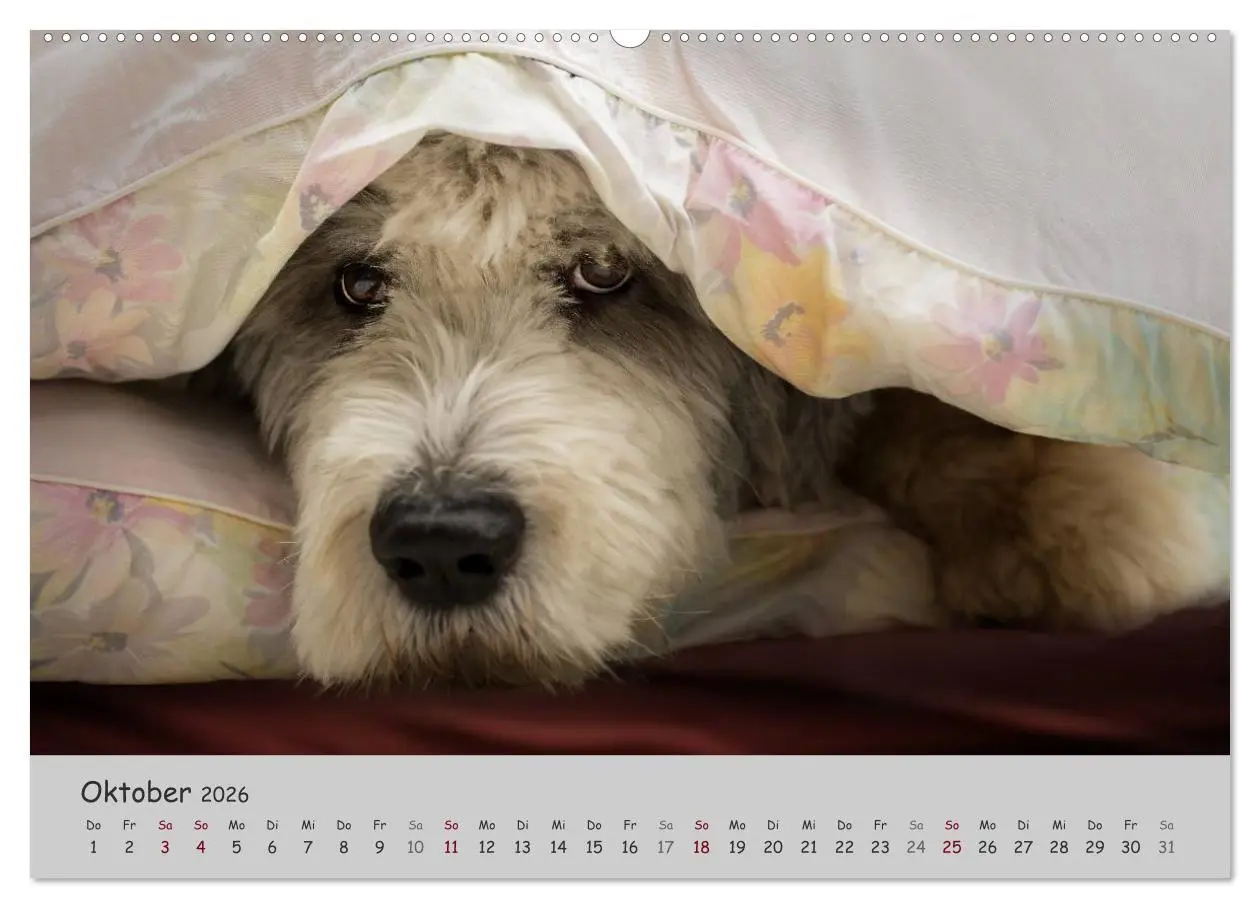 Bild: 9783516057805 | Ein Bobtail namens Miles (Wandkalender 2026 DIN A2 quer), CALVENDO...