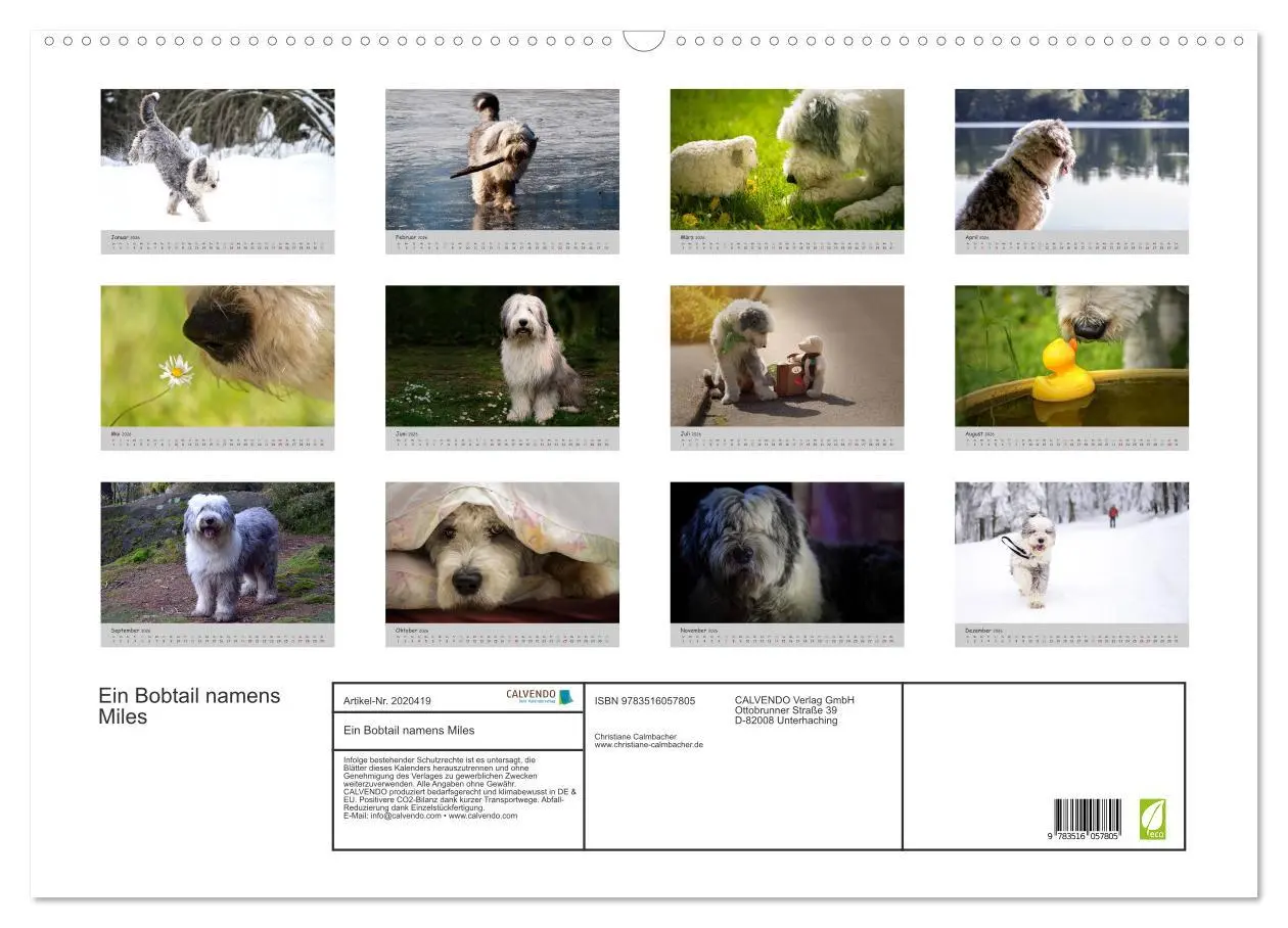 Bild: 9783516057805 | Ein Bobtail namens Miles (Wandkalender 2026 DIN A2 quer), CALVENDO...