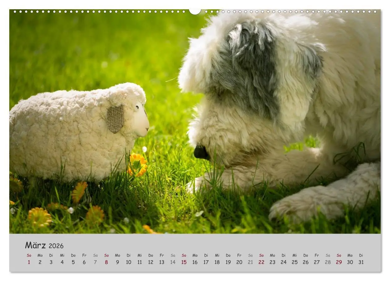 Bild: 9783516057805 | Ein Bobtail namens Miles (Wandkalender 2026 DIN A2 quer), CALVENDO...