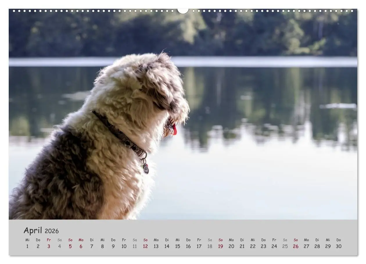 Bild: 9783516057805 | Ein Bobtail namens Miles (Wandkalender 2026 DIN A2 quer), CALVENDO...