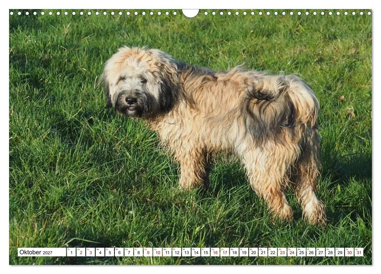 Bild: 9783516817805 | Tibet-Terrier - Eine Hunderasse mit Charakter (Wandkalender 2027...