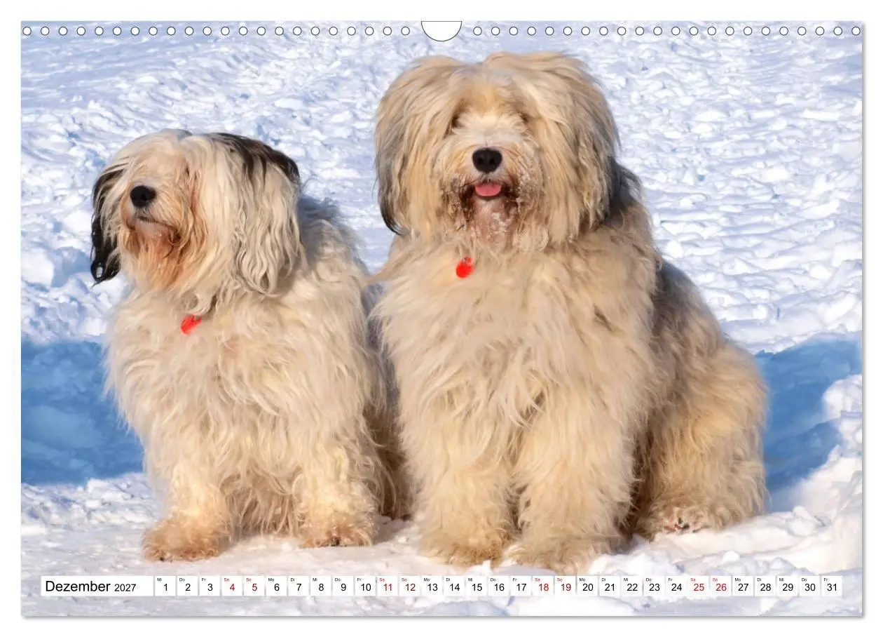 Bild: 9783516817805 | Tibet-Terrier - Eine Hunderasse mit Charakter (Wandkalender 2027...