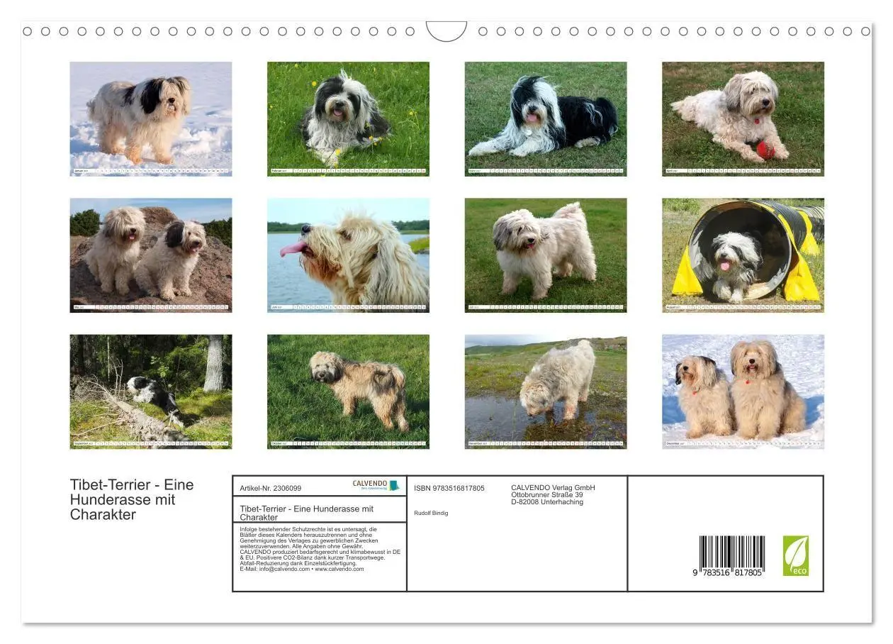 Bild: 9783516817805 | Tibet-Terrier - Eine Hunderasse mit Charakter (Wandkalender 2027...