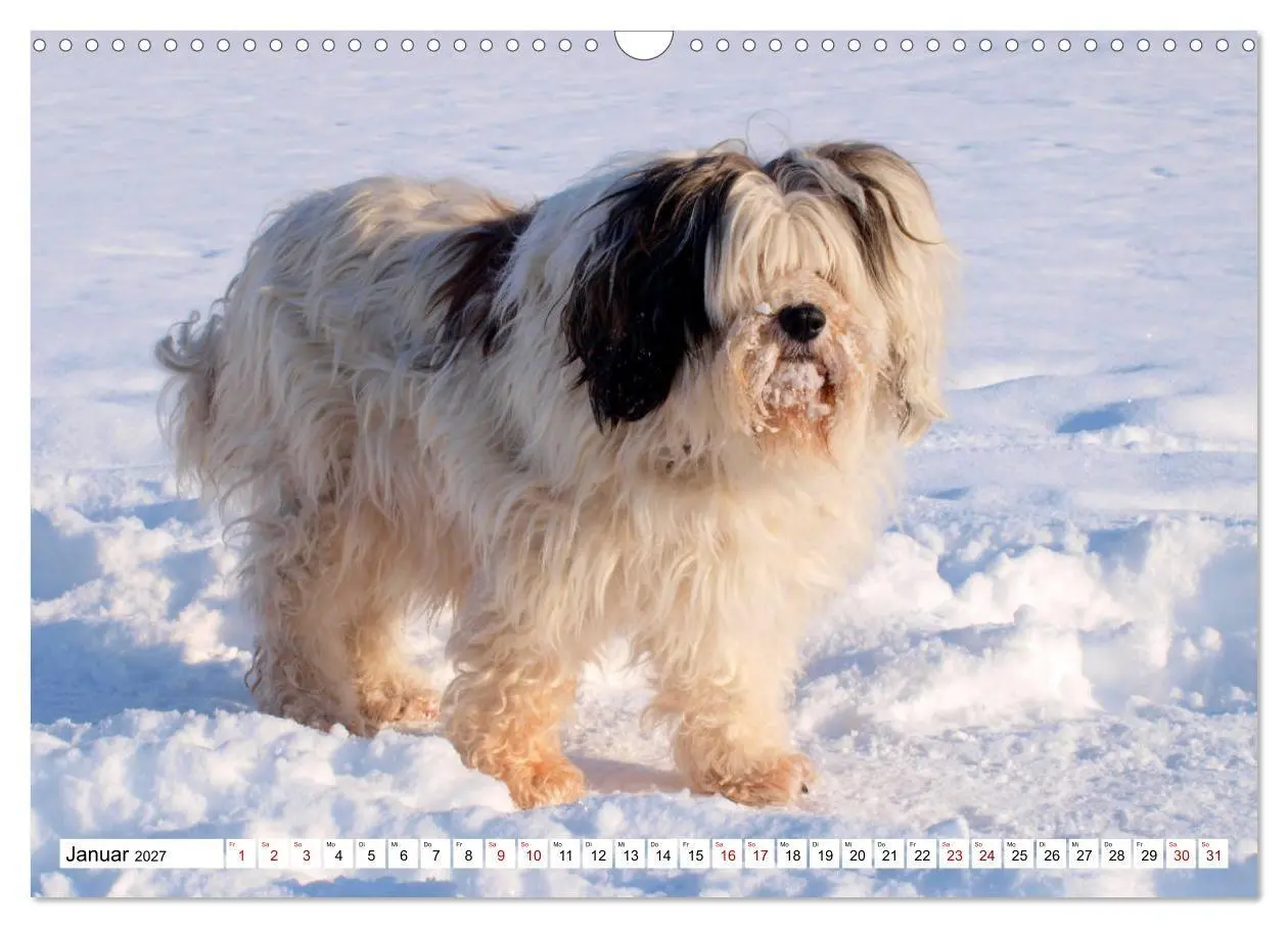 Bild: 9783516817805 | Tibet-Terrier - Eine Hunderasse mit Charakter (Wandkalender 2027...