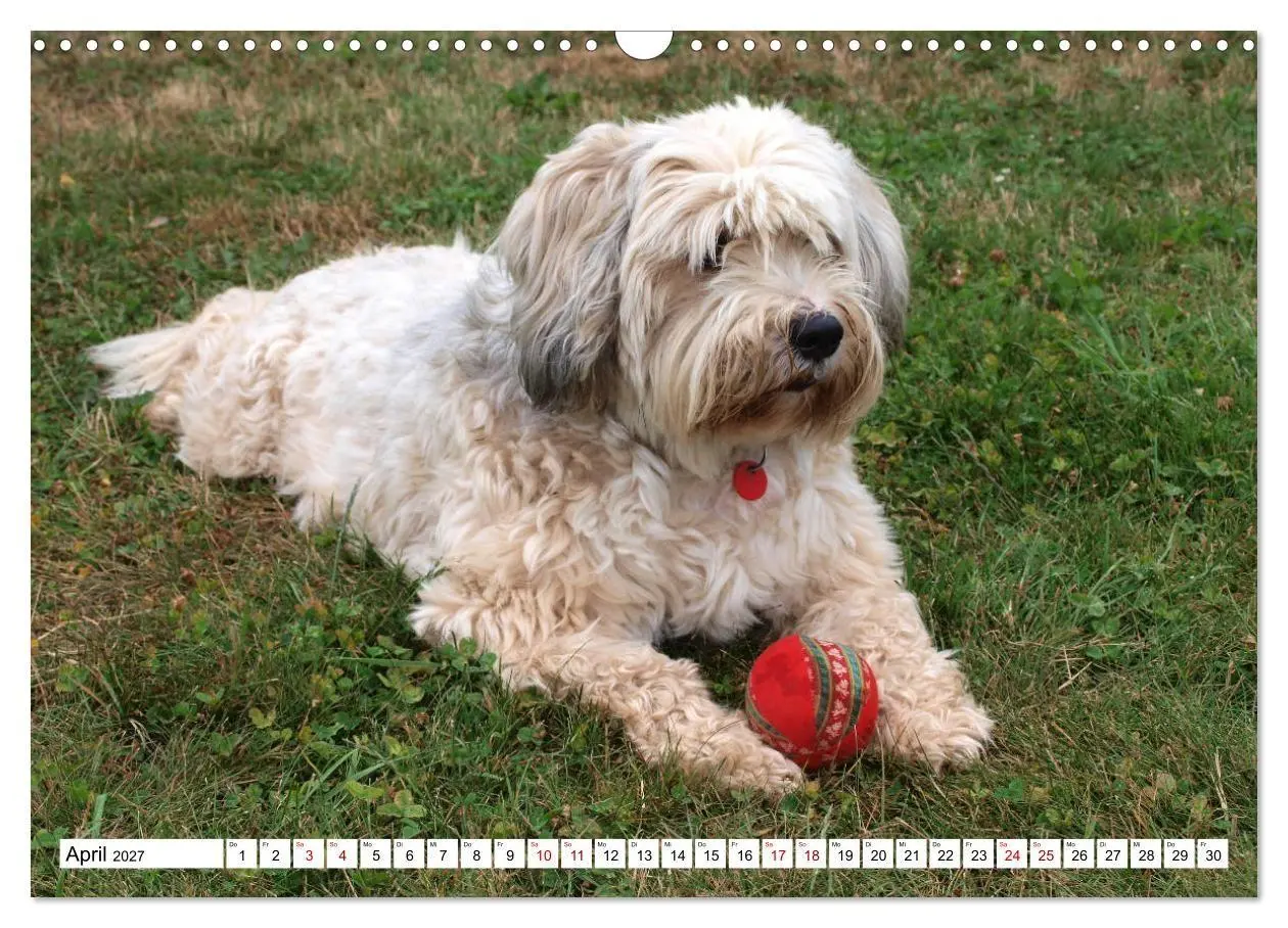Bild: 9783516817805 | Tibet-Terrier - Eine Hunderasse mit Charakter (Wandkalender 2027...
