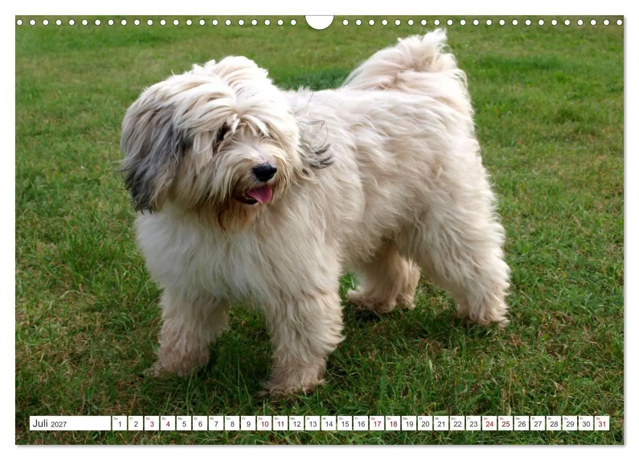 Bild: 9783516817805 | Tibet-Terrier - Eine Hunderasse mit Charakter (Wandkalender 2027...