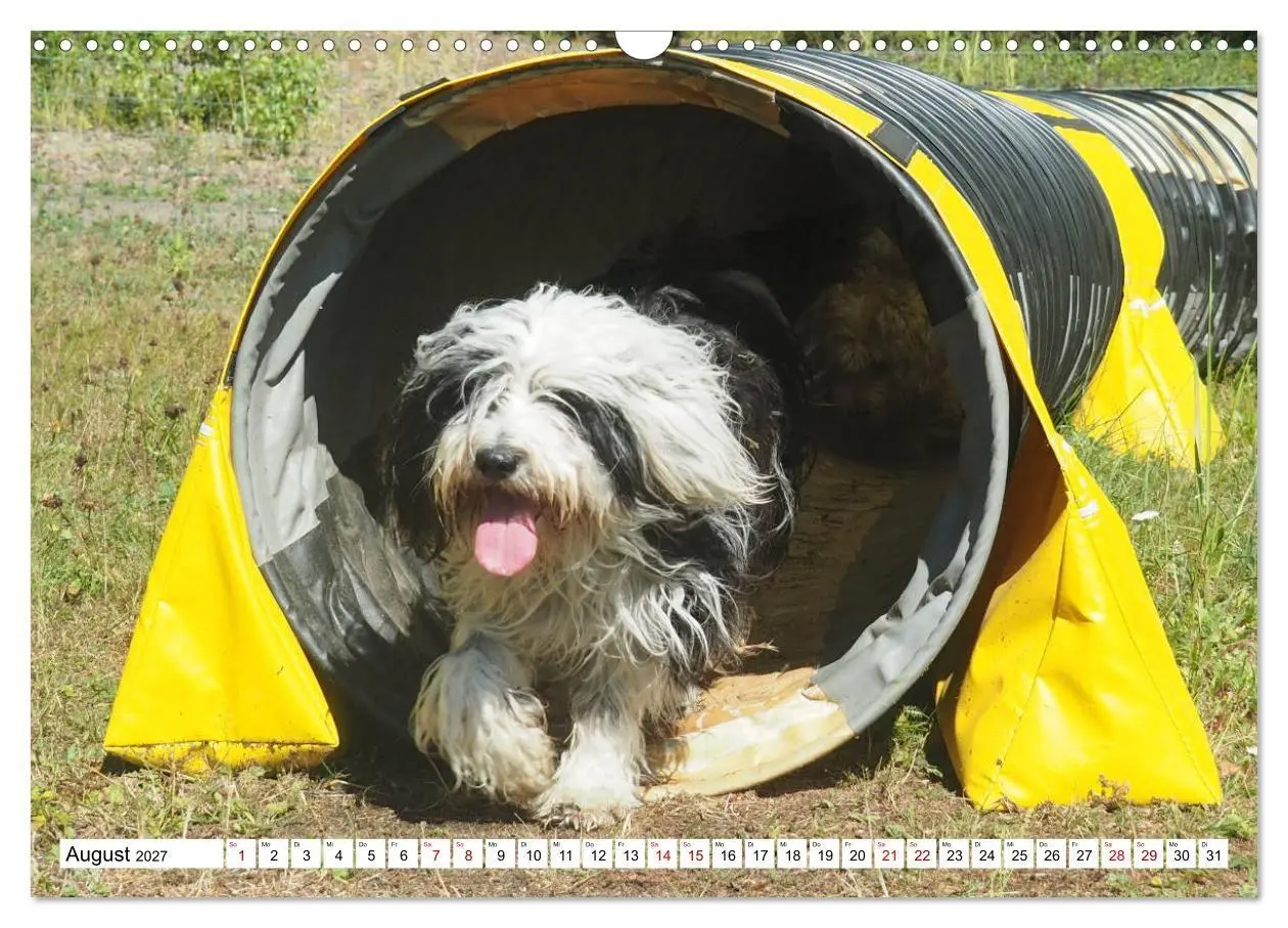 Bild: 9783516817805 | Tibet-Terrier - Eine Hunderasse mit Charakter (Wandkalender 2027...
