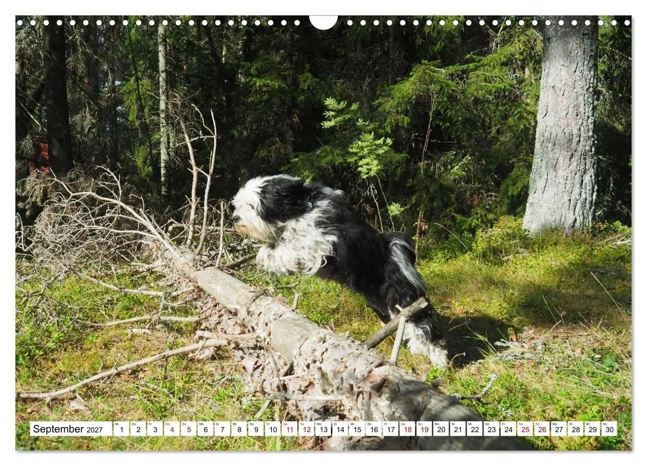 Bild: 9783516817805 | Tibet-Terrier - Eine Hunderasse mit Charakter (Wandkalender 2027...