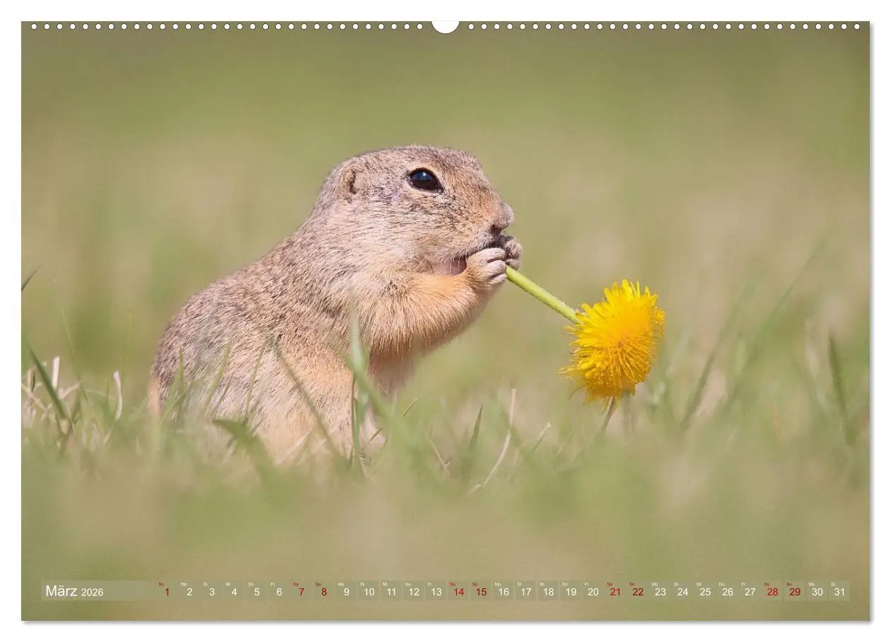 Bild: 9783516597905 | Zauberhafte Ziesel (hochwertiger Premium Wandkalender 2026 DIN A2...