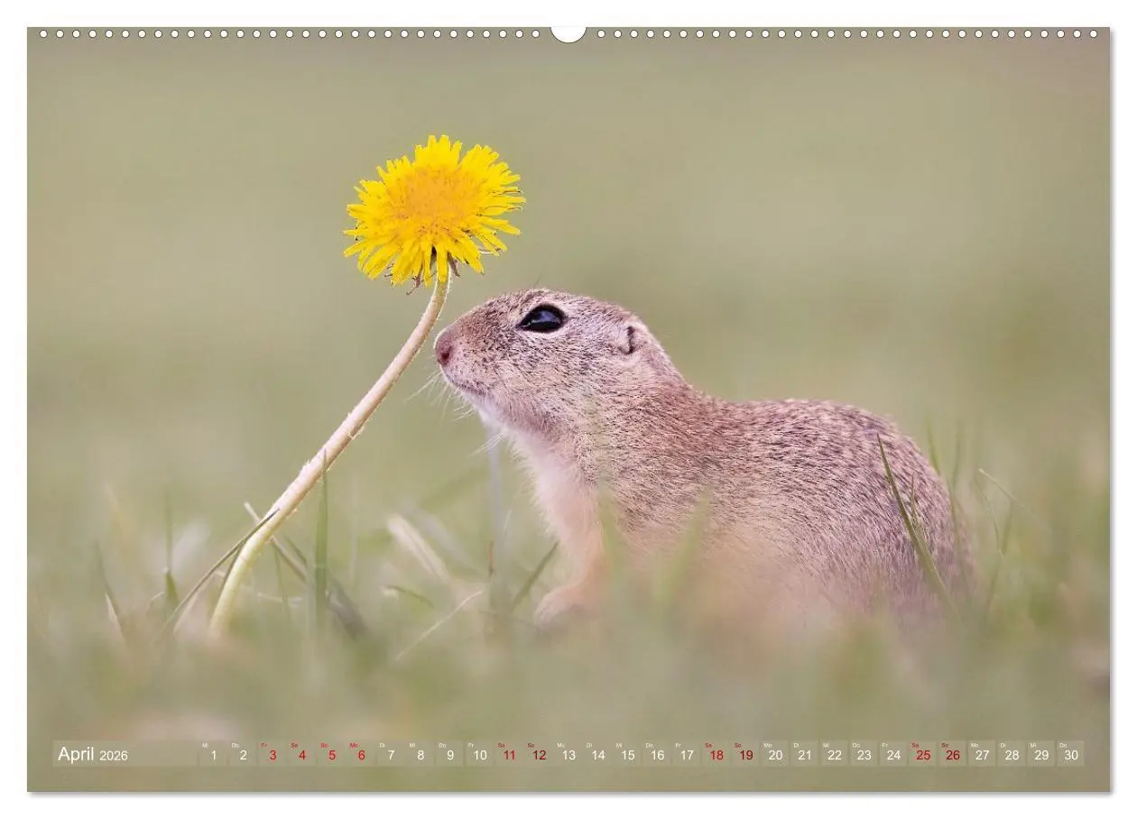 Bild: 9783516597905 | Zauberhafte Ziesel (hochwertiger Premium Wandkalender 2026 DIN A2...