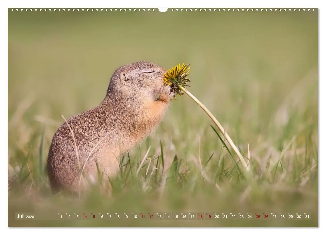 Bild: 9783516597905 | Zauberhafte Ziesel (hochwertiger Premium Wandkalender 2026 DIN A2...