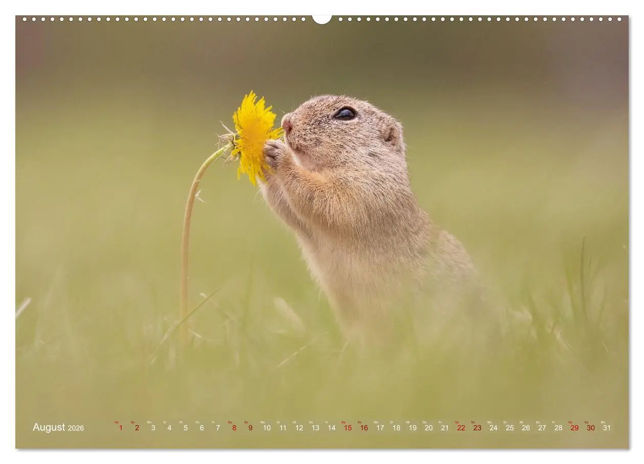 Bild: 9783516597905 | Zauberhafte Ziesel (hochwertiger Premium Wandkalender 2026 DIN A2...
