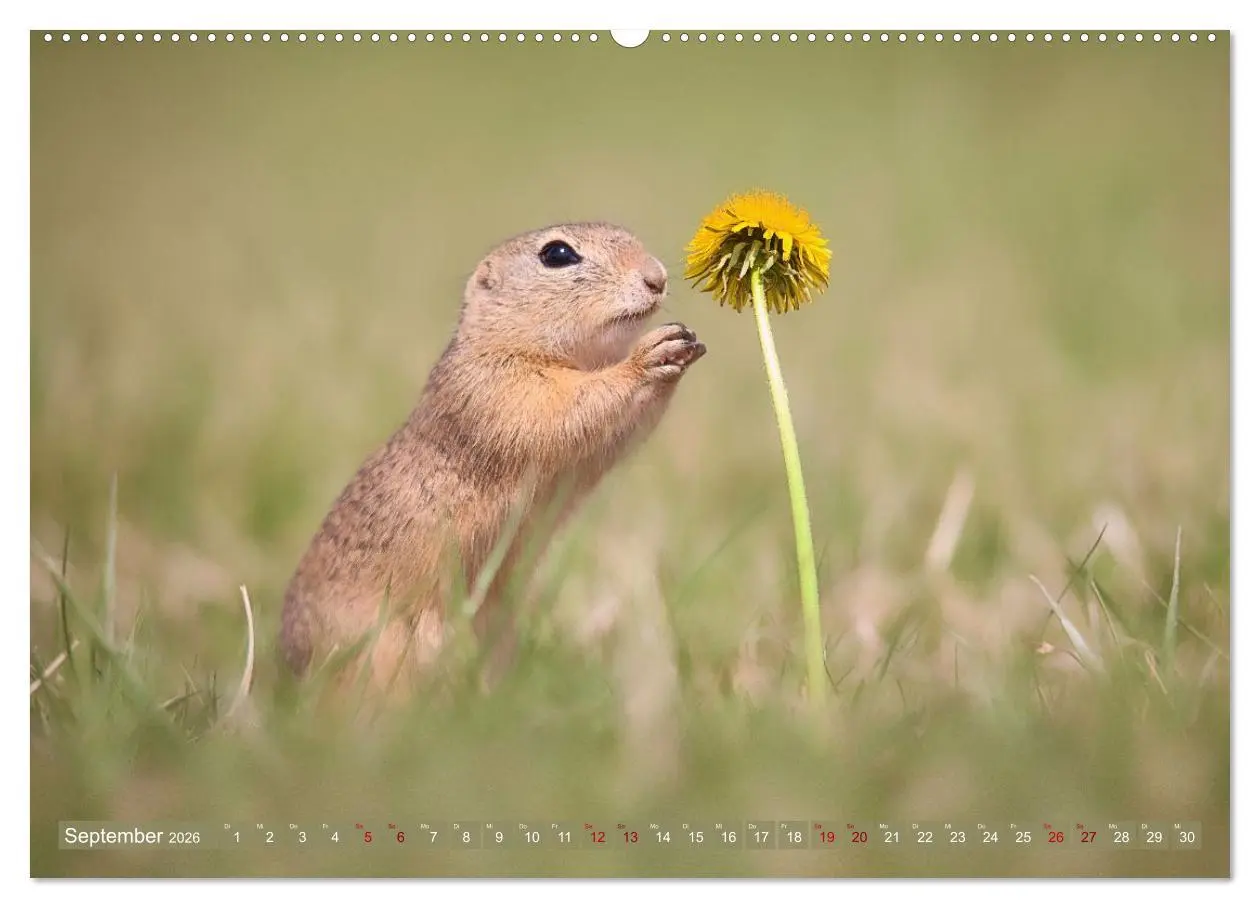 Bild: 9783516597905 | Zauberhafte Ziesel (hochwertiger Premium Wandkalender 2026 DIN A2...