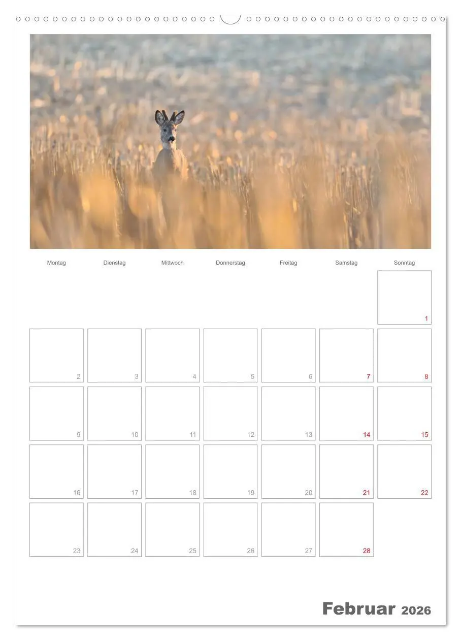 Bild: 9783516488005 | Rehe &amp; Co / Planer (Wandkalender 2026 DIN A2 hoch), CALVENDO...