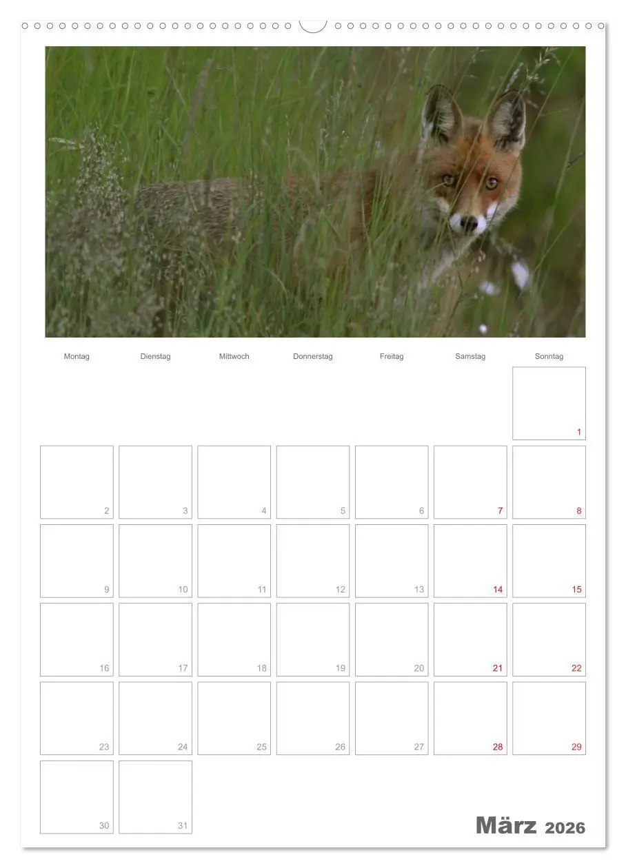 Bild: 9783516488005 | Rehe &amp; Co / Planer (Wandkalender 2026 DIN A2 hoch), CALVENDO...