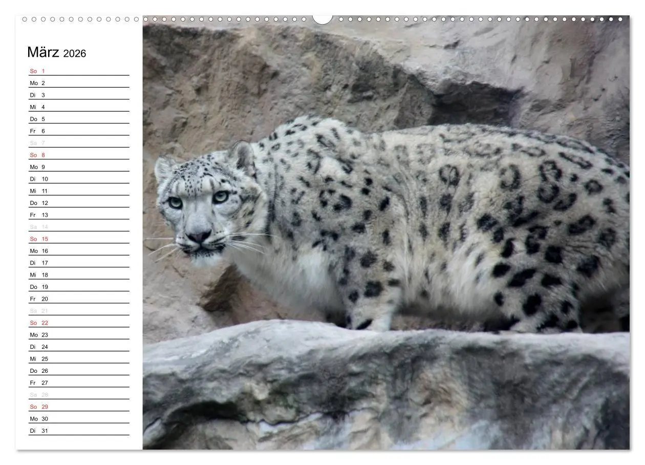 Bild: 9783457998205 | Der Schneeleopard (hochwertiger Premium Wandkalender 2026 DIN A2...