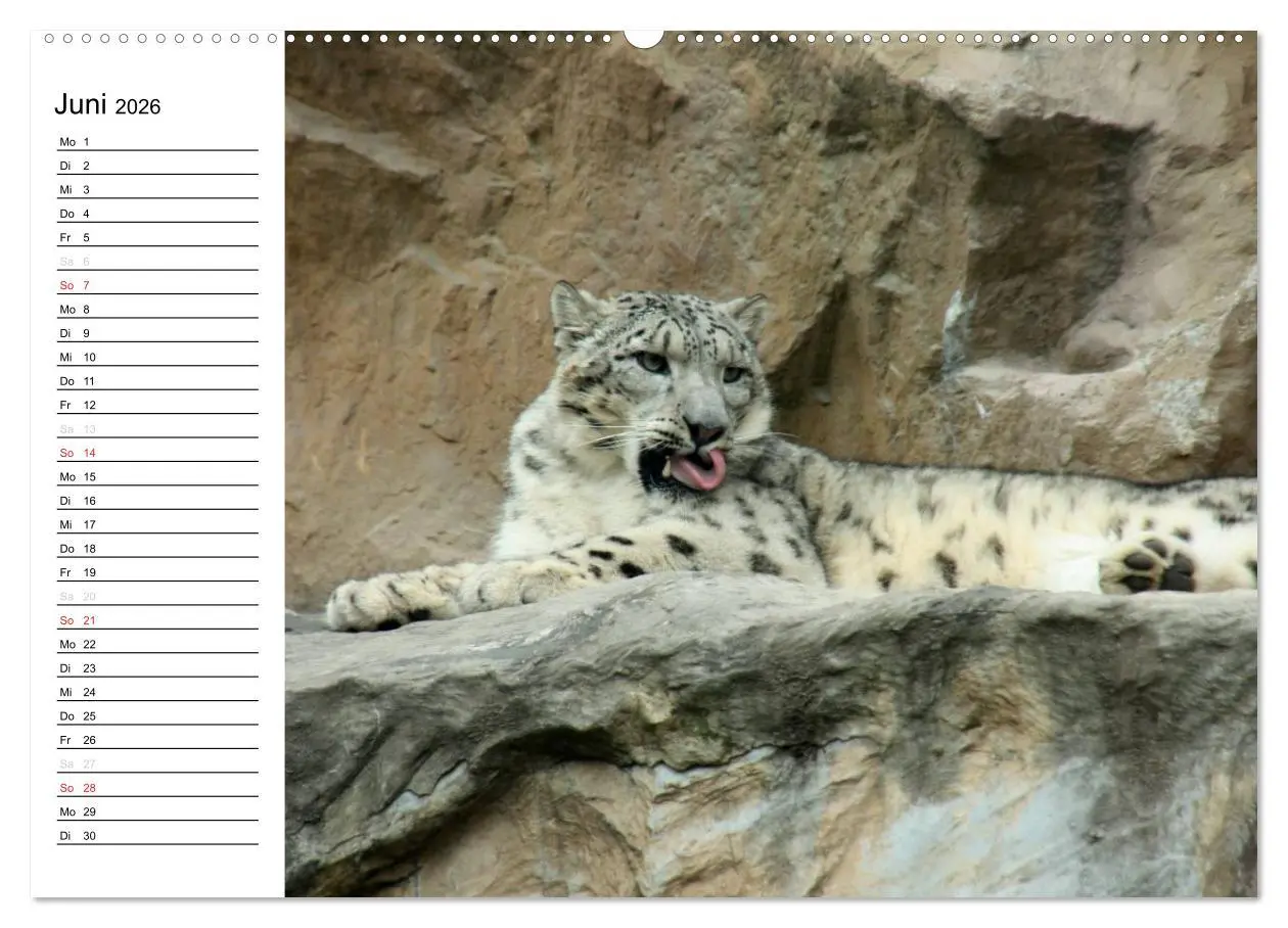 Bild: 9783457998205 | Der Schneeleopard (hochwertiger Premium Wandkalender 2026 DIN A2...