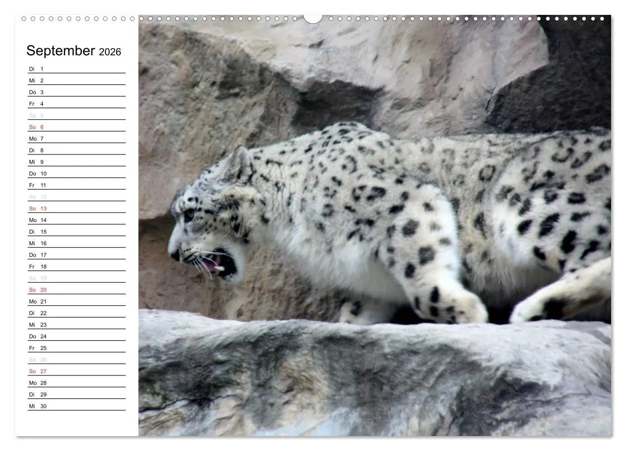 Bild: 9783457998205 | Der Schneeleopard (hochwertiger Premium Wandkalender 2026 DIN A2...