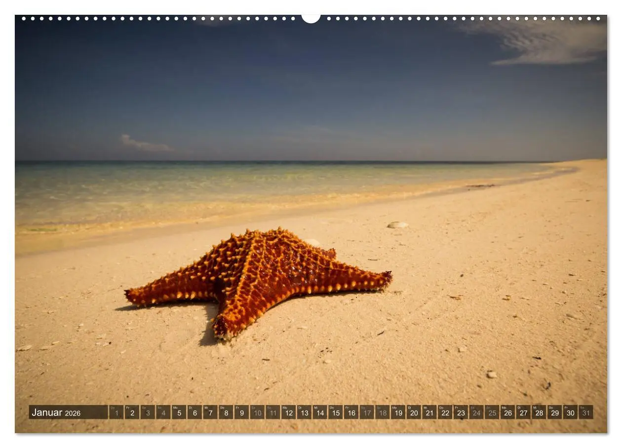 Bild: 9783516088205 | Kuba Nostalgie 2026 (Wandkalender 2026 DIN A2 quer), CALVENDO...