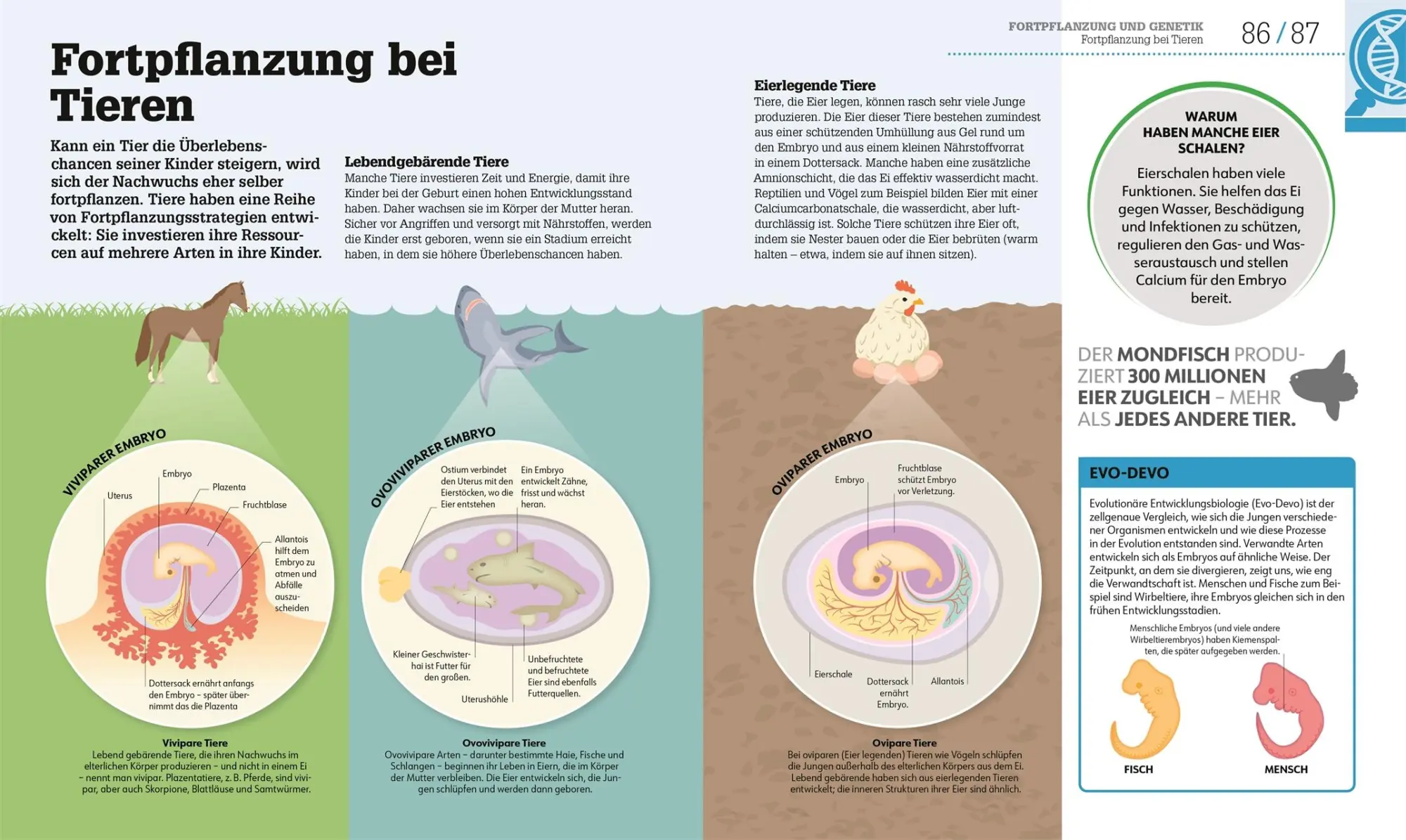 Bild: 9783831048205 | #dkinfografik. Biologie einfach erklärt | Jack Challoner (u. a.)