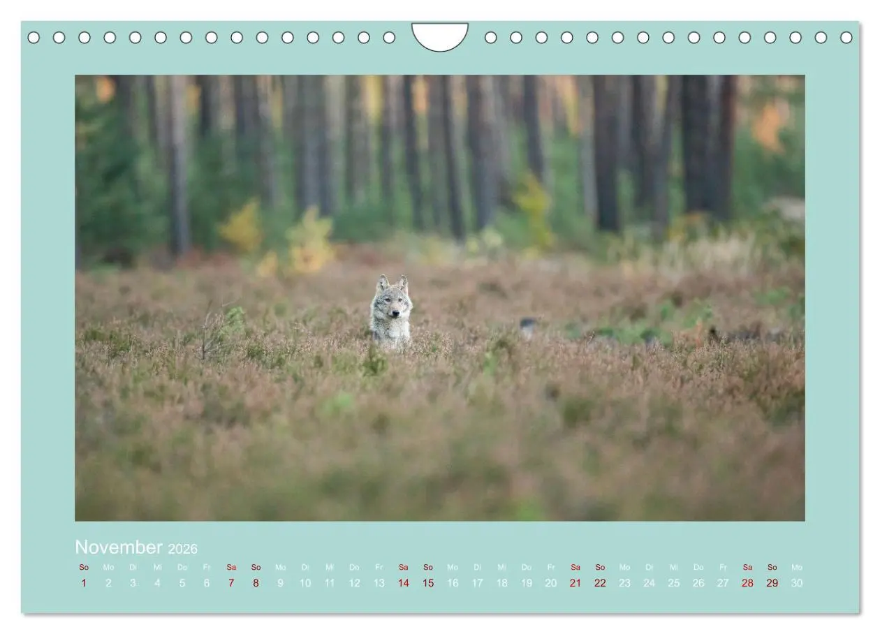 Bild: 9783457358405 | Wölfe, Impressionen aus der Lausitz (Wandkalender 2026 DIN A4...