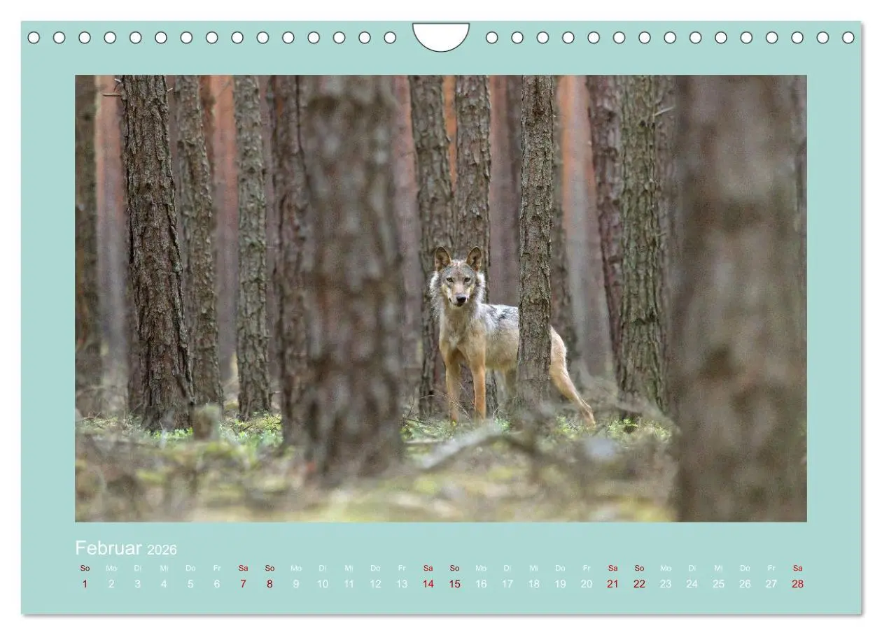 Bild: 9783457358405 | Wölfe, Impressionen aus der Lausitz (Wandkalender 2026 DIN A4...