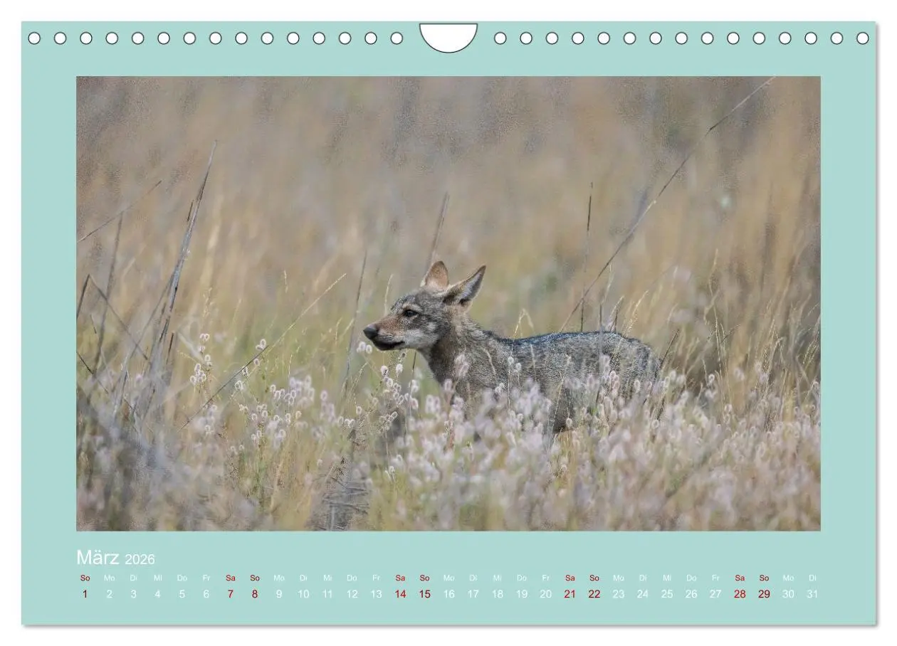 Bild: 9783457358405 | Wölfe, Impressionen aus der Lausitz (Wandkalender 2026 DIN A4...