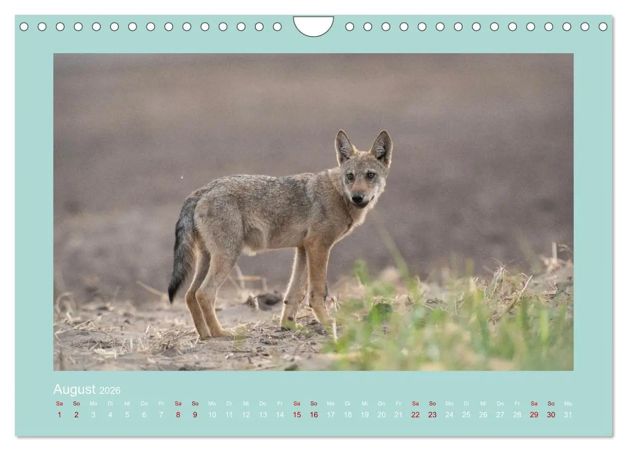 Bild: 9783457358405 | Wölfe, Impressionen aus der Lausitz (Wandkalender 2026 DIN A4...