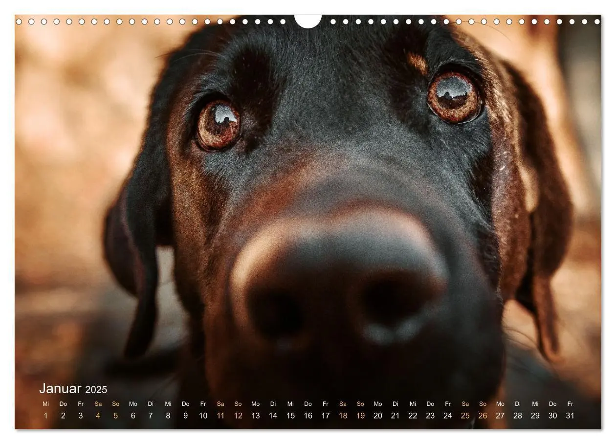 Bild: 9783435018505 | Verzauberung Labrador Retriever 2025 (Wandkalender 2025 DIN A3...