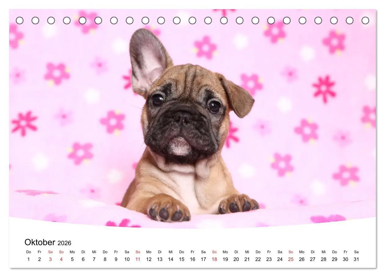 Bild: 9783457728505 | Bullys - Französische Bulldoggen 2026 (Tischkalender 2026 DIN A5...