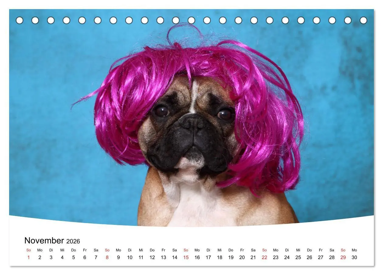 Bild: 9783457728505 | Bullys - Französische Bulldoggen 2026 (Tischkalender 2026 DIN A5...