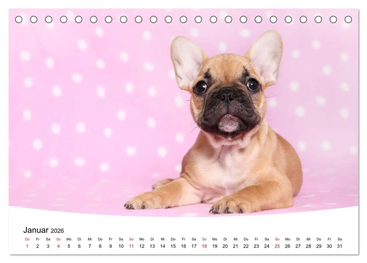 Bild: 9783457728505 | Bullys - Französische Bulldoggen 2026 (Tischkalender 2026 DIN A5...