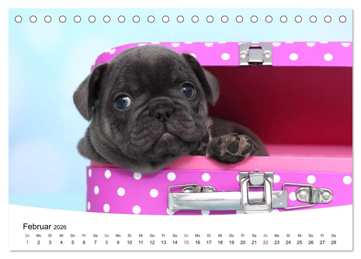 Bild: 9783457728505 | Bullys - Französische Bulldoggen 2026 (Tischkalender 2026 DIN A5...