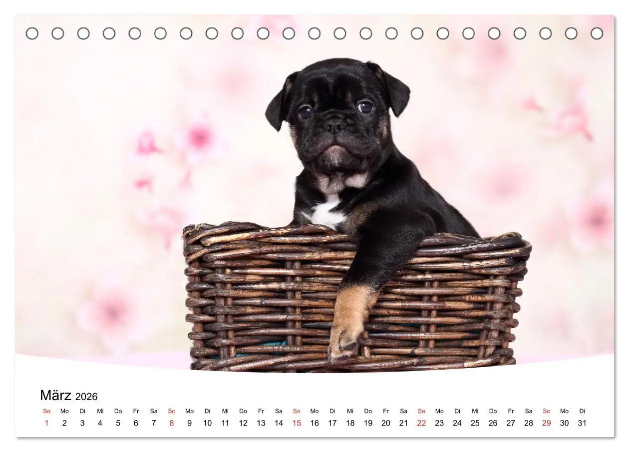 Bild: 9783457728505 | Bullys - Französische Bulldoggen 2026 (Tischkalender 2026 DIN A5...