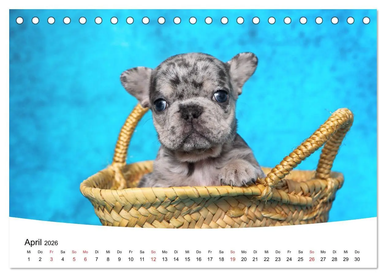 Bild: 9783457728505 | Bullys - Französische Bulldoggen 2026 (Tischkalender 2026 DIN A5...